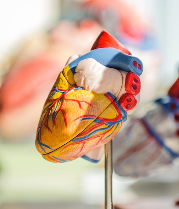 Medical model of a healthy heart